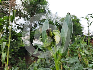 Okra or lady fingers plant in home garden.