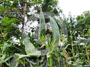 Okra or lady fingers plant in home garden.