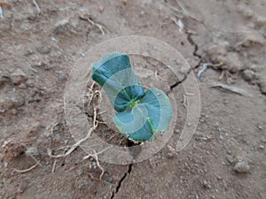 Okra or lady fingers seedling growing in home garden.