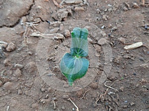 Okra or lady fingers seedling growing in home garden.