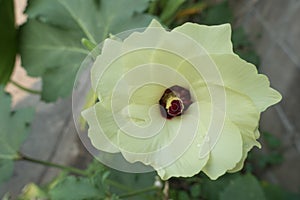 Okra, lady`s finger plant