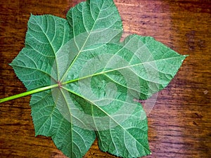 Okra leaf with details