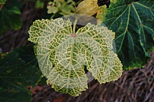 Okra leaf disease