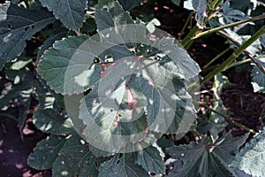 Okra leaf disease, plant disease