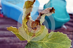 Okra leaf disease, plant disease