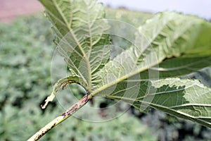 Okra leaf disease, plant disease