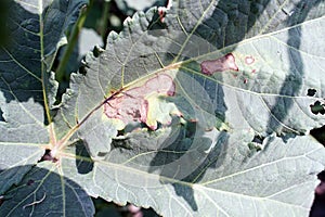 Okra leaf disease, plant disease