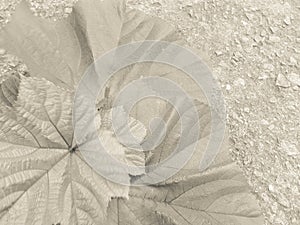 Okra leaves on concrete presented in cream tone