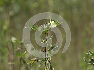 Okra  Okro Abelmoschus esculentus Flower and Plant in the Field