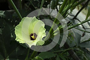Okra or Okro or lady`s finger yellow and purple flower