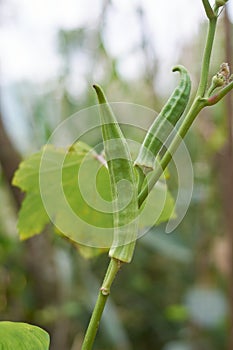 Okra or okro plant with fruits in the garden