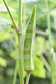 Okra plant