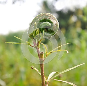 Okra plant