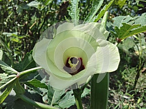 Okra Plant