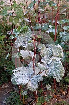 okra plant diseases, whitening of okra plant leaves, diseased okra plant and whitening leaves