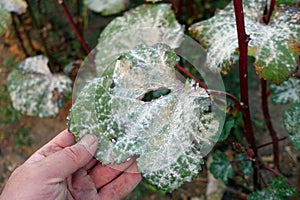 okra plant diseases, whitening of okra plant leaves, diseased okra plant and whitening leaves