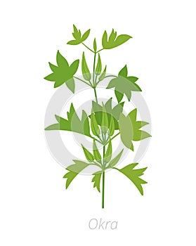 Okra plant. Harvest vegetable. Abelmoschus esculentus. Agriculture cultivated plant. Green leaves. Flat vector color Illustration
