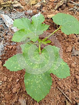 Okra plant having three leafs. photo