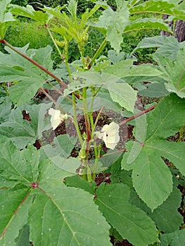 Okra plant (lady's finger) with flowers and fruits