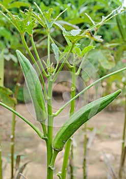 Okra plant