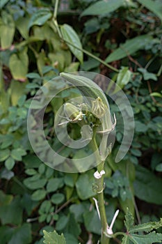Okra plant or Lady's finge photo