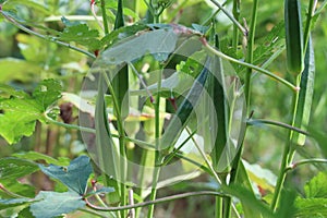 Okra plants fruit in the organic vegetable garden that is useful outdoors.