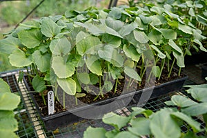 Okra seedlings in greenhouse starter trays with potting soil