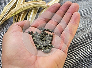 Okra seeds, okra produce seed, okra seed for sowing,