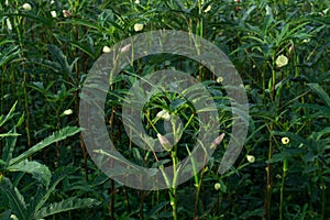 okra tree and flower