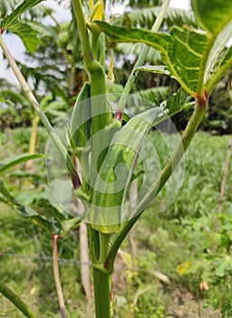 Okra on a tree photo