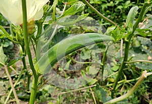 Okra on a tree photo