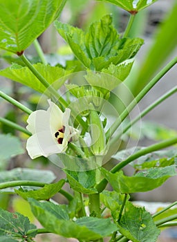 Okra on tree in garden