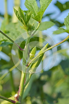 Okra tree