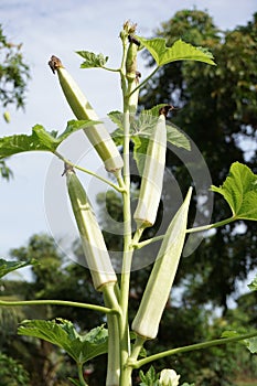 Okra tree