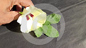 Okra vegetable and flower in black background.