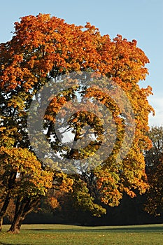 Oktober tree slightly tilted by nature