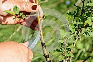 Okuling and inoculation of fruit tree in the garden