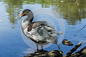 Oland goose standing on the shore of a pond under the bright sunlight