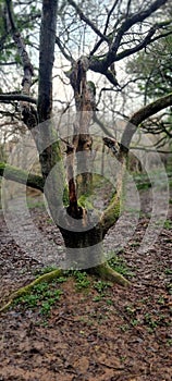 Old 100 year old Oak trees in a Plymouth Urban Woodland Devon uk