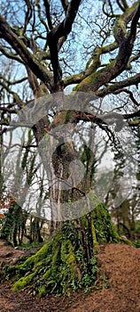 Old 100 year old Oak trees in a Plymouth Urban Woodland Devon uk