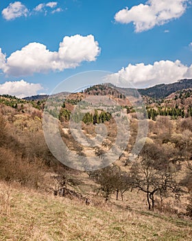 Old abandoned apple orchard