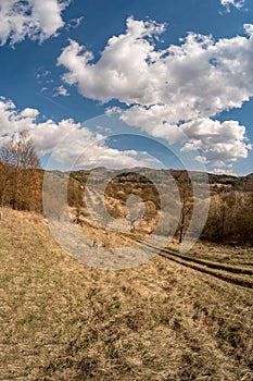 Old abandoned apple orchard