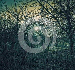 Old Apple Tree garden