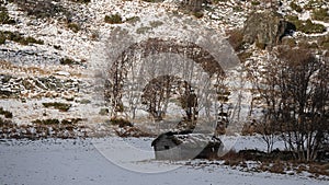 Old abandoned barn near Borlaug town in the snow in Norway in Autumn