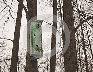 Old abandoned bird house on a tree in early spring. Gray sky  depressive mood