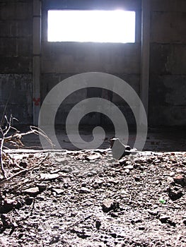 An old abandoned building empty with broken bricks a window opening for stalkers