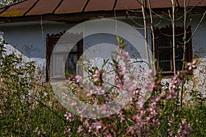 Old abandoned clay country house detail, stained tin roof, blurred dwarf almond bush blossom in spring sunshine