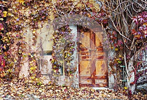 Old abandoned doors overgrown with vines in autumn