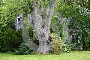 Old Abandoned Farhouse, Big Tree