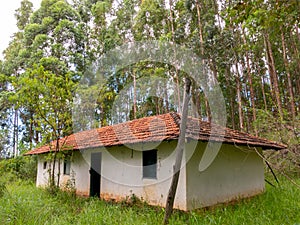 Old abandoned farm house on eucalyptus plantation in Brazil